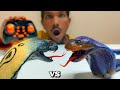 RC Fastest Naja Black King Cobra Unboxing & Testing - Chatpat toy tv