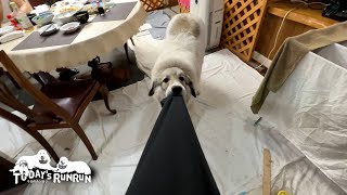 雨で退屈だったので息子（格下）の袖を引っ張って遊んだベルです　Great Pyrenees　グレートピレニーズ