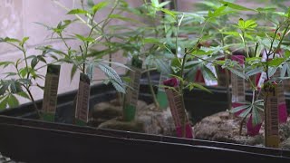 Shop owners oppose Denver weed tax ballot measure