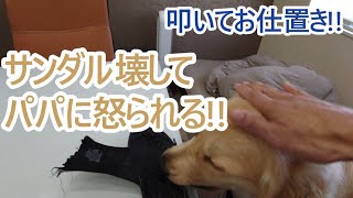 ついにサンダル壊してパパに怒られる。ゴールデンレトリバーティト。