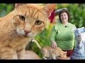 Deworming Cats Naturally: Prevent Roundworms & Tapeworms in Cats Deworming Cats Naturally: Prevent Roundworms & Tapeworms in Cats