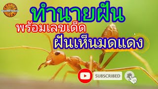 EP.77 #dream ฝันเห็นเห็นมดแดง(พร้อมเลขเด็ด)Dream of seeing red ants|Saimu689 Channel