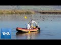 Thousands of Cranes Killed by Bird Flu in Israel