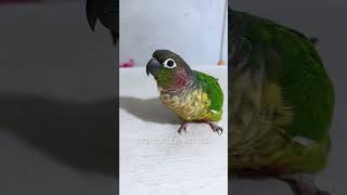 #夏季萌友季 #parrot #cuteparrot