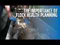 The Importance of Flock Health Planning