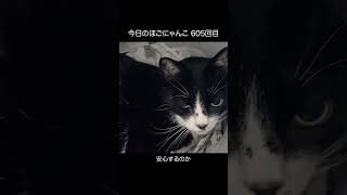 【里親募集中】 今日のほごにゃんこ 605回目 #cat #ねこ #保護猫 #シェルター