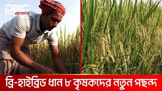 কুষ্টিয়ায় নতুন জাতের ধান চাষ করে ‍কৃষকের মুখে হাসি | DBC NEWS