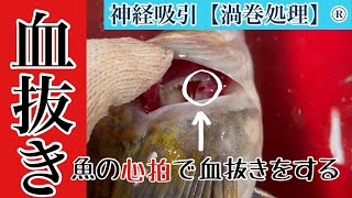 【魚の旨味を引き出す】魚の心拍で血抜きをします