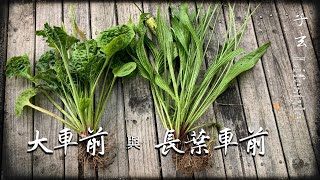 野菜…大車前草 與 長葉車前草/ Plantago major/ Plantago lanceolata/野外生存/子玄Lifestyle