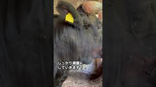 つるとしがお肉になるまで【残り37日】※微ラグ発生