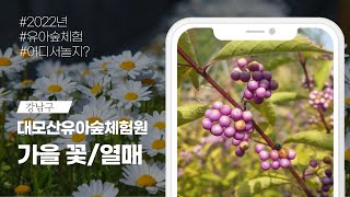 [강남구] 가을의 꽃과 열매