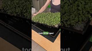 Seed to Harvest in Just 12 Days: Effortless Microgreen Growth! 🚀 | Simple DIY Hydroponic Setup