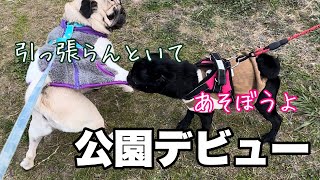 5ヶ月のきなこ公園デビュー！【多頭飼い】