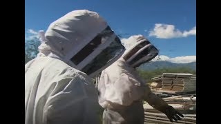 Killer Bees Are Dangerous