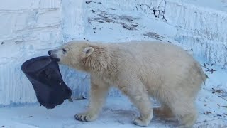 ママのおやつ取りに‼シロクマのホウちゃん💗【天王寺動物園】