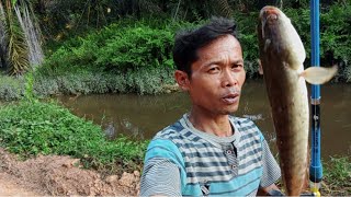 spot mancingnya gacor spot kecil gabusnya banyak