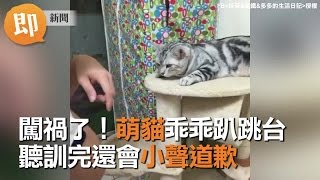 闖禍萌貓乖乖趴跳檯 聽訓完還會小聲道歉 | 寵物