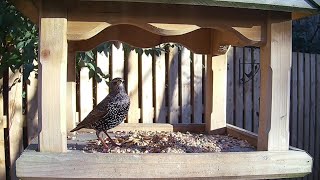 I don’t often see a starling bird feeding on their own, it’s very peaceful isn’t it 😂