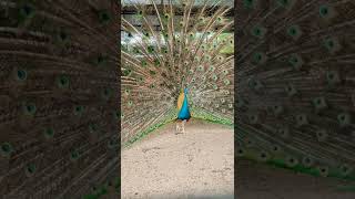 when peacock is obsessed with camera