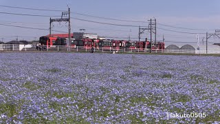 ネモフィラ畑と三岐鉄道北勢線