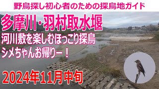 多摩川・羽村取水堰(東京都)の探鳥地レポートです　河川敷を楽しむホッコリ探鳥、シメちゃんお帰りー！　2024年11中旬