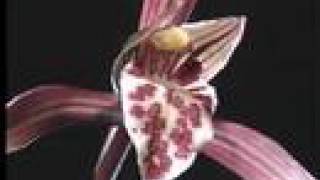 科学映像館　Red Data Plants of Kochi （Cymbidium kanran/カンラン)