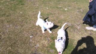 Westies Jock and Hamish on top of dunkerry beacon