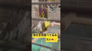 粟穂も好き👍　#shorts  #おかめいんこ  ＃オカメインコ　＃シナモンパイド　#かわいい　#もふもふ