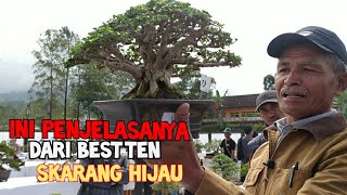 ini penjelasanya kenapa dapat bendera hijau .//pamlok  bonsai cikajang