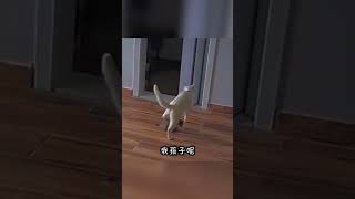 【搞笑动物配音】“你猜哪个小可爱会把传家宝放房梁？” #cat #搞笑 #萌宠 #搞笑 #萌宠 #pets #animals #萌寵 #cute #萌寵 #funny #貓咪 #貓咪 #宠物