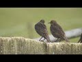 stare und spatzen auf dem bauernhof. eifel bei dohr