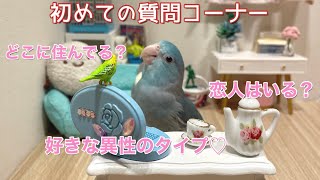 鳥が勝手に初めての質問コーナーやってみた【マメルリハ】