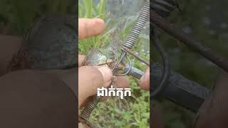 អន្ទាក់ដាក់សត្វកុក#shorts