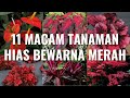 11 Macam Tanaman Hias Daun Warna Merah Cantik Cocok Untuk di Dalam dan Luar Rumah