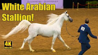 Champion Stallion at Arabian National Breeder Horse Show