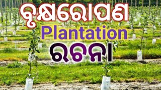 #ବୃକ୍ଷରୋପଣ #ରଚନା #Brukhyaropana #Plantation #RachanaBrukhyaropana #OdiaEssay #Essay #Prabandha