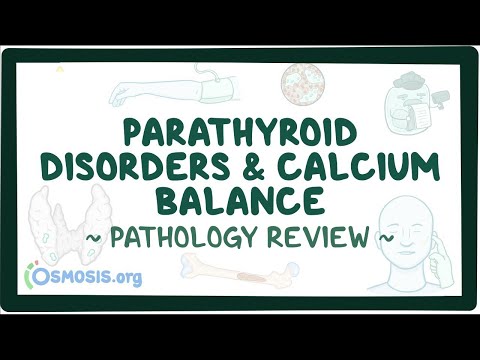 Does vitamin D affect parathyroid hormone?