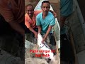 patin ori sungai Jelai 11.1kg ikut balik