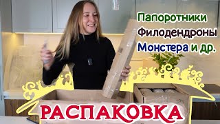 Большая РАСПАКОВКА РАСТЕНИЙ |  Папоротники, филодендроны, монстера, бегония и другое 💚