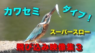 カワセミダイブ！飛び込み第３弾！失敗してもめげずにチャレンジ！