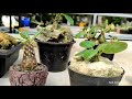 dorstenia tanaman purba dari afrika how to grow and care