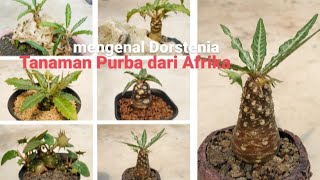 Dorstenia Tanaman Purba dari Afrika || How to grow and care