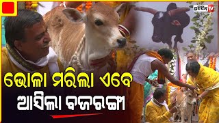 ଭୋଳା ମରିଲା ଏବେ ଆସିଲା ବଜରଙ୍ଗୀ, ବୁଲା ଷଣ୍ଢ ଏକାଦଶରେ ଏକାଠି ହେଲେ ୧୦୦୦ ଲୋକ || PratidinTv