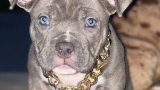 OUR NEW AMERICAN BULLY BLUE BRINDLE GOLDEN CHILD X BOOBIE MILES PUP