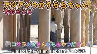 アジアゾウのうららちゃん（６３６）🐘コサラお父さんにもおやつだゾウ🐘（東山動植物園）Ulala of the Asian elephant Part 636