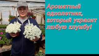 Обязательно попробуйте посеять этот однолетний цветок!