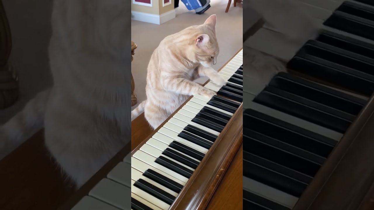 Cat Plays Piano!  #cats #piano