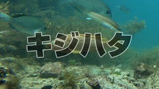 【水中映像 魚図鑑】キジハタ No.UZ0025