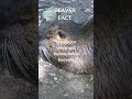 Did you know this unbelievable beaver fact? #animalfact #facts #animals #shorts #beaver #adam #eve