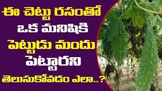 ఈ చెట్టు రసంతో ఒక మనిషికి  పెట్టుడు  మందుపెట్టారని తెలుసుకోవచ్చని మీకు తెలుసా ? | కాకరకాయ ఉపయోగాలు